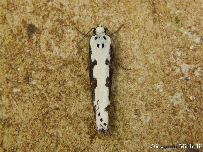 Ethmia bipunctella Elachistidae